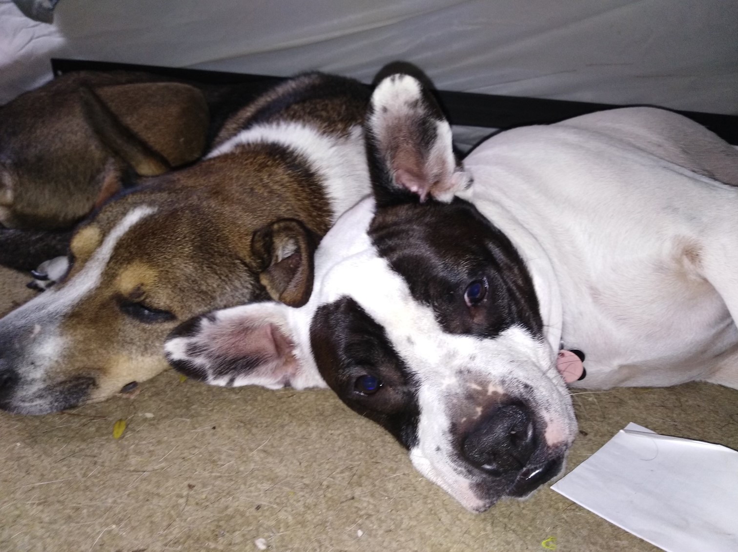 Original photo of two dogs used to create a custom LED light